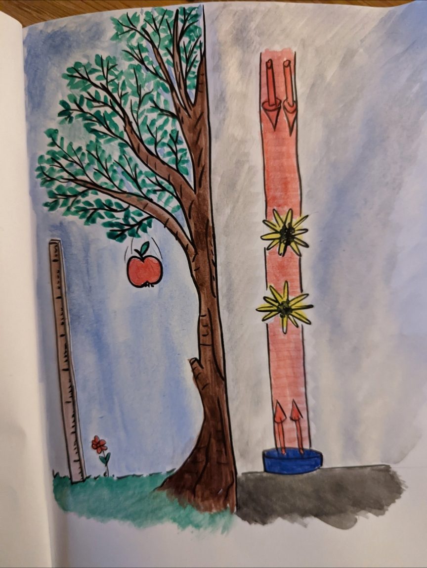 Watercolour of a tree, a ruler and a falling fruit